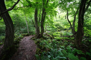 a fascinating spring forest with path and fern