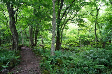 a fascinating spring forest with path and fern