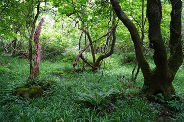 fern and old trees in primeval forest