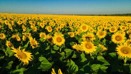 sunflower seed field top view