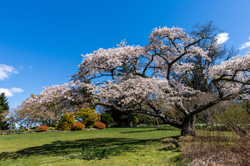 Queen Elizabeth Park in springtime. One big cherry blossom tree in full bloom. Vancouver, BC, Canada.