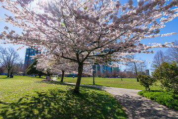 Devonian Harbour Park in springtime season. Cherry blossoms in full bloom. Vancouver, BC, Canada.