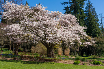 Stanley Park in springtime. One big cherry blossom tree in full bloom. Vancouver, BC, Canada.
