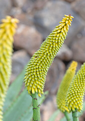 Cactus with prickly thorns as found in nature