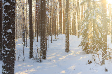 Winter forest on a sunny day. Snow lies on the branches of trees.