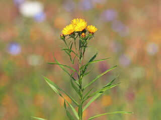 Yellow flower of Swordleaf Inula on a colorful meadow, Inula ensifolia