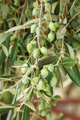 Green olives grow on a branch. Close-up. Selective focus.