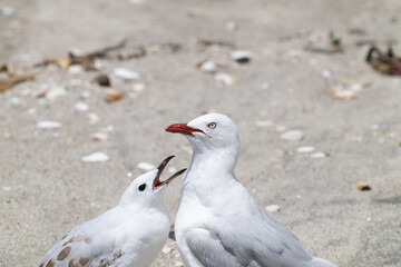 Seagull adult being pestered by pesky juvenile