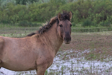 Fototapeta premium Foal on a desert island. Natural habitat. This is a photograph of wild mammals in the wild. Location: Danube Delta. Odessa region, Ukraine.