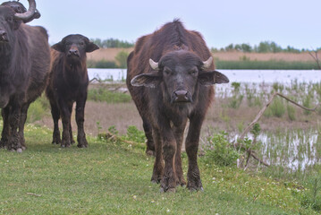 Water buffalo, a herd of buffaloes, on a desert island. Hard-to-reach swamp. Wild animals approach...