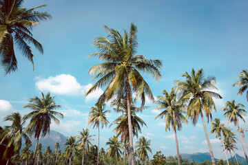 Obraz premium Tropical landscape coconut palm tree with sky and white cloud background.