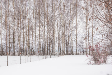 white birch alley in winter in the snow