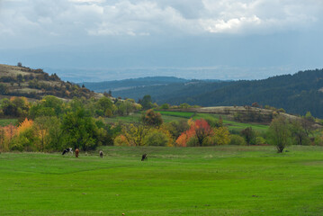 Fototapeta na wymiar Pasture in the mountains of Bulgaria near the village of Dobrsko.