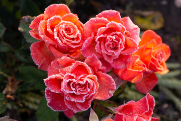 Small coral roses covered with frost in the winter garden close up
