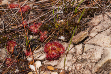 South African Wildflower: Drosera admirabilis in the Kogelberg in the Western Cape of South Africa