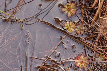 Some green Drosera admirabilis (a carnivorous plant from the Sundew family) in very wet habitat seen in the Kogelberg, Western Cape of South Africa