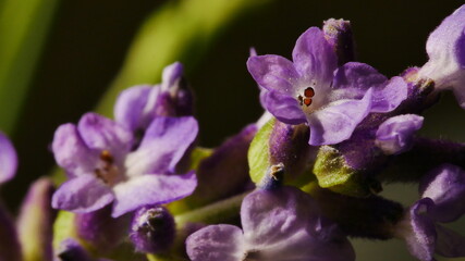 Obraz premium Macro close up of British Lavender 