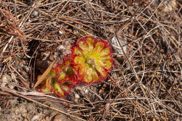 Single Rosette of Drosera aliciae in natural habitat, Kogelberg, Western Cape of South Africa