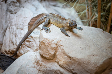 Lizard, reptile animal still motionless on a stone