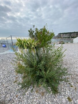 Sistiana zwischen Triest Duino und Grado in Friaul-Julisch Venetien Italien an der Adria Mittelmeer 