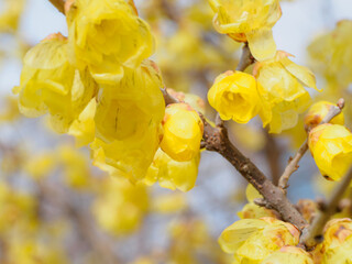 yellow flowers in spring