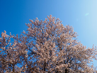 tree in bloom