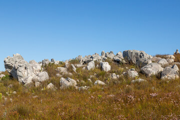 Fototapeta na wymiar Rocks in front of blue sky in the Kogelberg near Betty's Bay in the Western Cape of South Africa