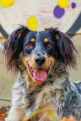 Fototapeta premium Annes Saluki Grafiti 