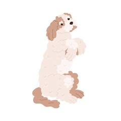 Cute Goldendoodle breed dog. Trained loyal Labradoodle sitting on hind paws. Obedient canine animal during serve command. Curly wavy puppy. Flat vector illustration isolated on white background