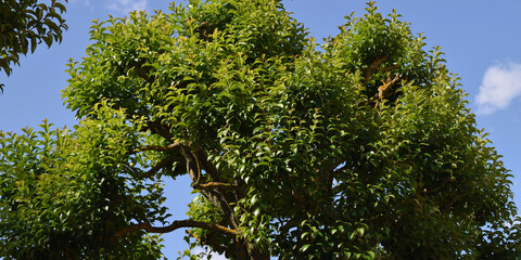 Fondo de ramas y hojas de árbol verde.