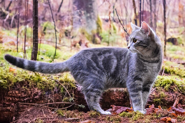 Grau getigerte Katze posierend im Wald in natürlicher Umgebung