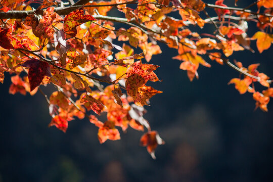 The sun shines on maple trees in the park