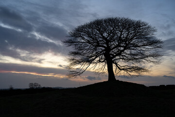 Lone tree on Grindon Moor, Staffordshire, White Peak, Peak District. - obrazy, fototapety, plakaty