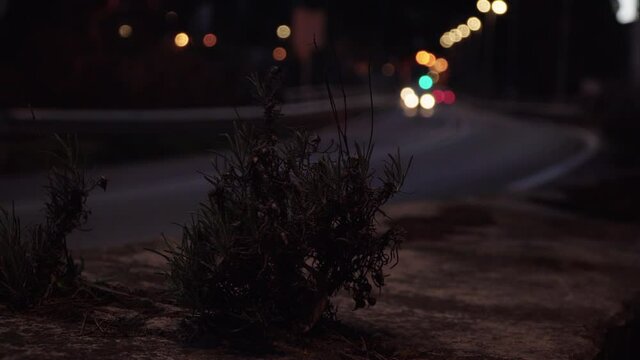 Driving at night, a small bush sits roadside as cars drive by and create beautiful bokeh lighting in the background.