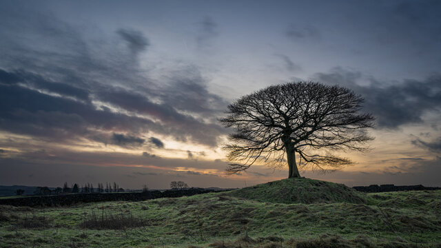 Lone tree on Grindon Moor, Staffordshire, White Peak, Peak District.