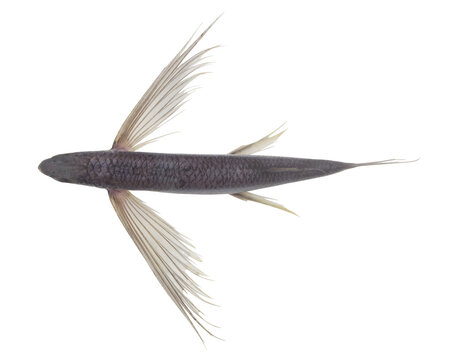 Tropical flying fish isolated on white background, top view