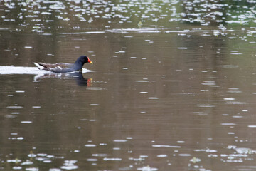 Poule d'eau ou Foulque qui se repose sur un étang en Bretagne sous la pluie pendant l'hiver