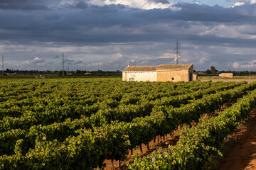 Fototapeta na wymiar rows of vineyards and tool house, Santa Maria del Cami, Mallorca, Balearic Islands, Spain