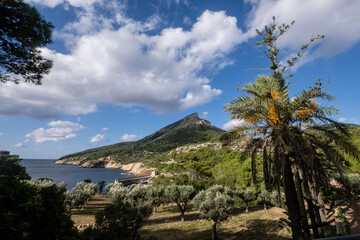 olive trees in front of Cala Lledo, Sa Dragonera natural park, Mallorca, Balearic Islands, Spain