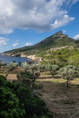 Fototapeta na wymiar olive trees in front of Cala Lledo, Sa Dragonera natural park, Mallorca, Balearic Islands, Spain