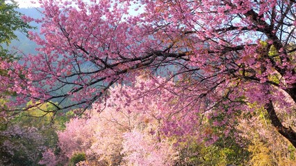 Beautiful cherry blossoms in the spring season in park. Pink sakura flowers, cherry blossoming alley. Wonderful scenic park with rows of blooming cherry sakura trees. Full Bloom Sakura