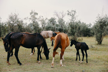 Fototapeta na wymiar horses graze on the farm animals summer nature yes