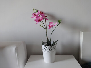 Pink Orchid in White Flower Pot Interior Decoration