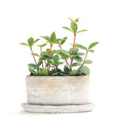 ペペロミア・プテオラタの植え込み