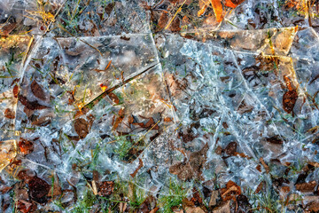 Various leaves under the cracked ice during the winter