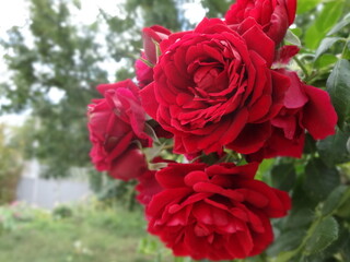 Red Roses in a Garden