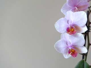 Naklejka premium Isolated Pink Orchid on Beige Background