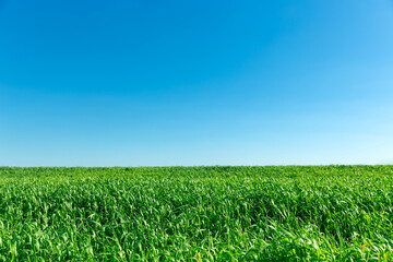 Fototapeta na wymiar Green spring field against blue sky background