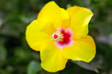 A Chinese Hibiscus ; frontal view ; close up
