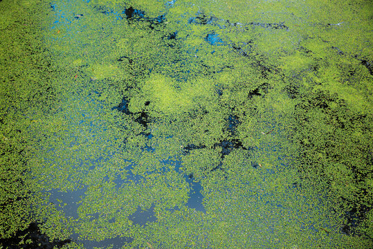 green duckweed, lemna minor, on a pond surface